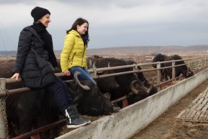 Ферма Карпатський буйвіл, Виноградів